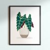 Alocasia Polly - Featured