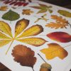 Autumn Leaves - Gallery 1